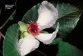 Dillenia indica